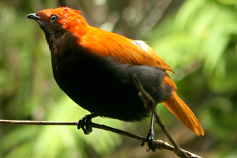 Crested Satinbird
